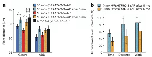 Later-Life Ablation of Senescent Cells Rejuvenates Muscle Structure and Function