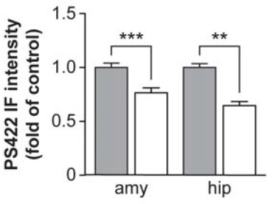 Anti-Tau Vaccination Lowers Neuropathological Phosphorylated Ser422 Tau