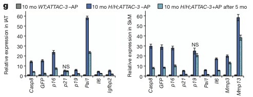 Later-Onset Ablation of Senescent Cells Lowers Tissue Burden