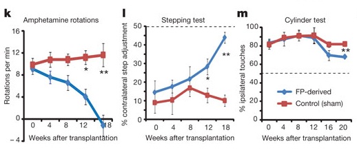 Floor-Plate Derived Dopaminergic Neuron Grafts Rescue Motion Disorders in 6-OHDA-Lesioned Rats