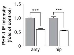 Tau Vaccination Targets PHF-1 Tau