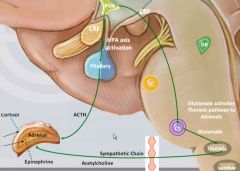 HPA AXIS