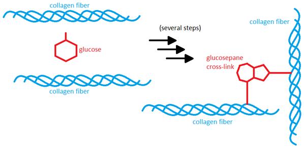 Figure 1. Through several reactions over a long period of time, a cross-link may form between two collagen fibers (in this figure, the cross-link glucosepane is formed from glucose). Figure 1. Through several reactions over a long period of time, a cross-link may form between two collagen fibers (in this figure, the cross-link glucosepane is formed from glucose).