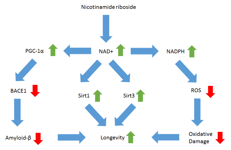 Mechanisms NR longevity.png