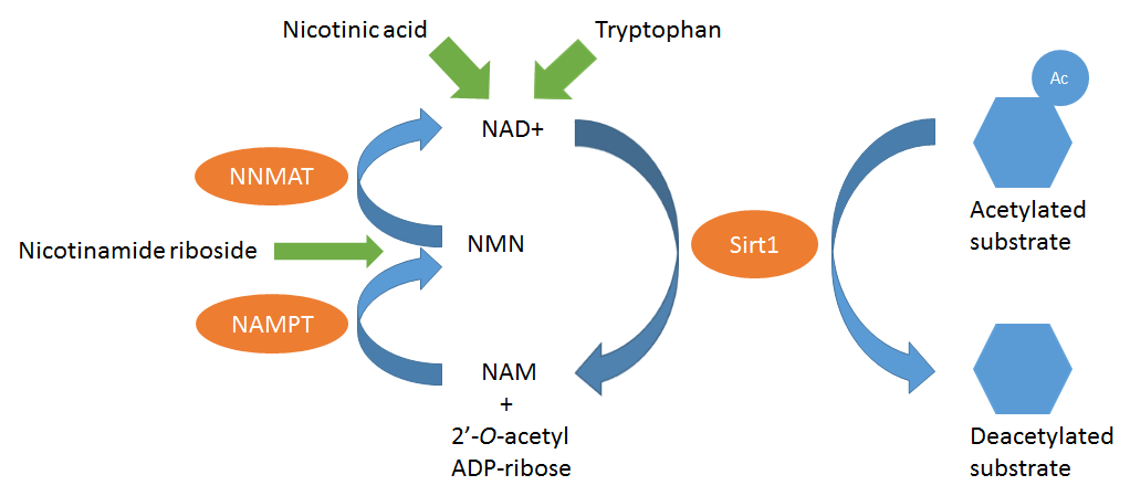 Sirt1 enzymatic activity.png