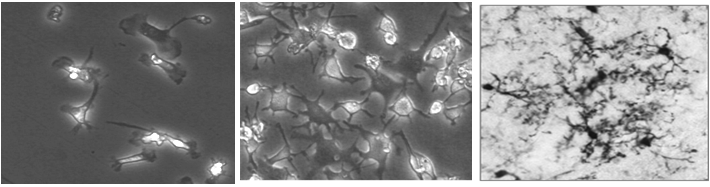 Selfmade microglia