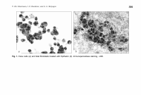 epitalon effect on telomerase production in fibroblasts.png