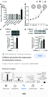 Caffeine Telomerase 2021.png