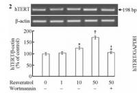 Resveratrol_hTERT_mRNA.jpeg