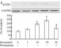 Resveratrol_hTERT_protein_immunoBlotting.jpeg