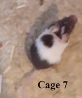 2024-06-15_cage7.jpg
