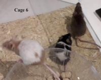 2024-06-15_cage6.jpg
