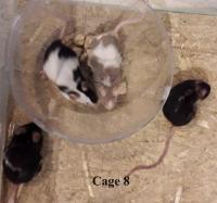 2024-06-15_cage8.jpg