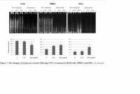 TSY effect on HL-60, PBMCs and HSC.png