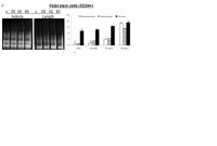 TSY effect on HSCs.png