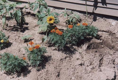 House_Pictures__The_Cave__006_Landscape_Flower_Bed_One.jpeg