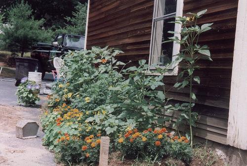 House_Pictures__The_Cave__008_Landscape_Flower_Bed_One.jpeg