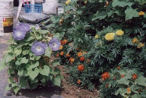 House_Pictures__The_Cave__011_Landscape_Flower_Bed_One.jpeg