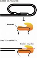 open and closed configuration of telomere.jpg