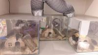 mice-2022-11-12.jpeg