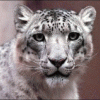 snow leopard's Photo