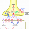 anxiety and promoting gaba receptor upgrade stack? - last post by mrd1