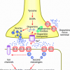 Mayb causing a rapid Activation of mTORC1 in the PFC, w/ BENADYRL - Increasing in Synaptogenesis and Dendritic Spines - last post by mrd1