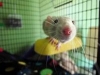 Rat Fan's Photo