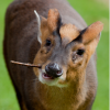Sunflower lecithin causing burning lips - last post by muntjac