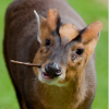 muntjac's Photo