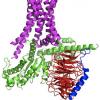 Melatonin - Height Growth - Potential mechanism of action (?) - last post by Thomas.Lebers90